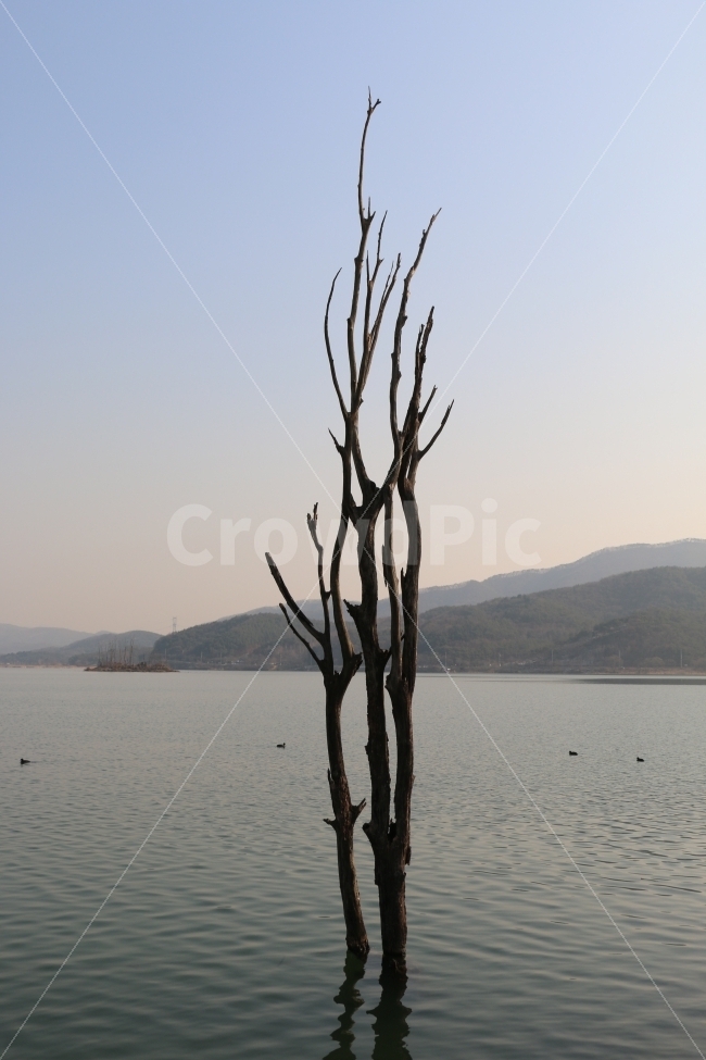 두물머리,양평,나무,강,풍경,식물,자연,plants,nature,풍경,landscape,wood