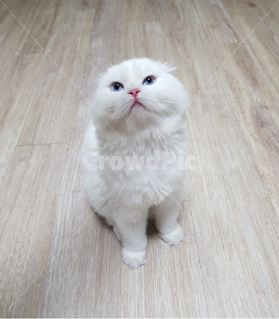 스코티쉬폴드,고양이,동물,cat,귀여운,파란,눈,동물,animal,포유류,mammal,고양이,cat,kitten,kitty