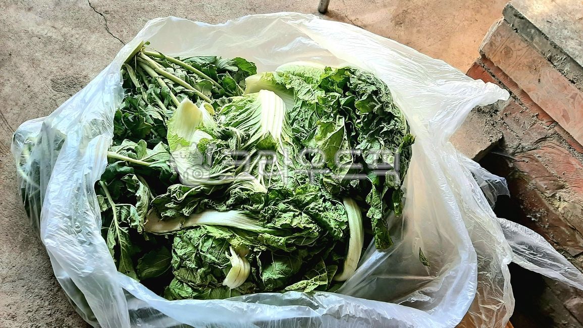 배추,우거지,말리기,식재료,채소,비닐,김장비닐봉투,김장용,김장,겉잎