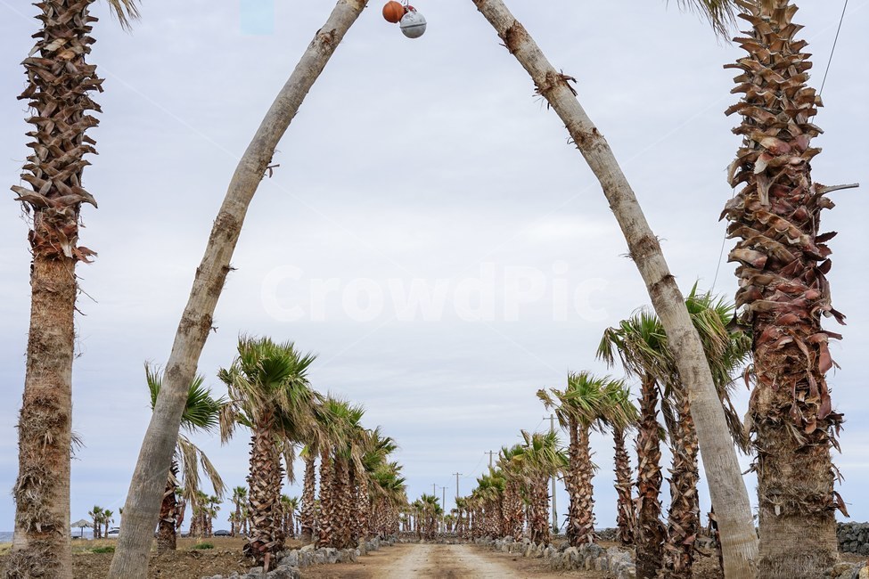 야자수,나무,제주도,제주풍경,jeju,자연,풍경,nature,landscape,제주도,jeju,jeju island,tree,plant,식물