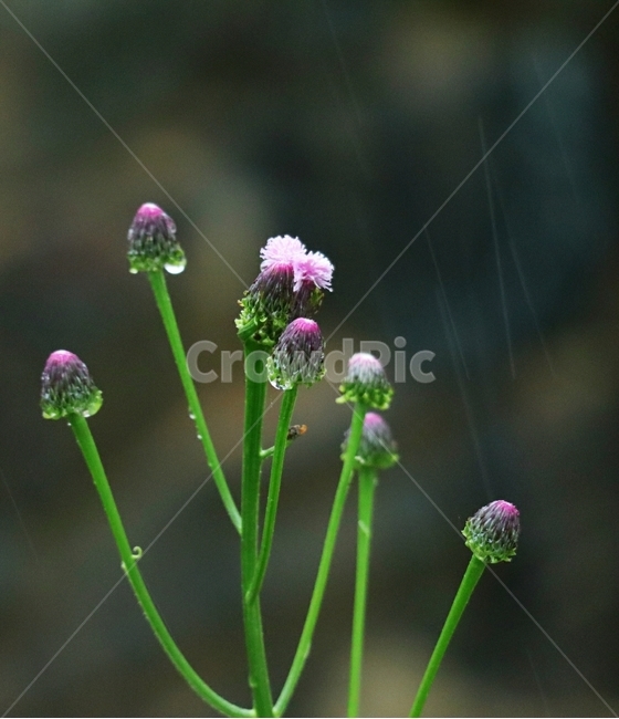 엉겅퀴,봄,비,보라색,꽃,식물,자연,plants,nature,꽃,flower