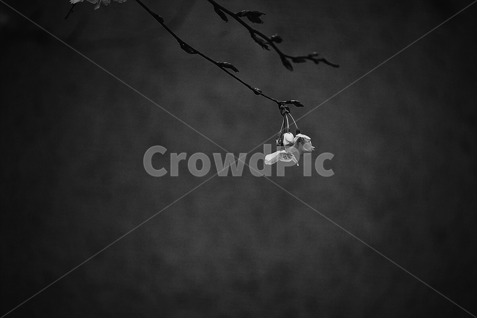 감성사진,봄,벚꽃,흑백사진,필름,색감,꽃,emotion,spring,cherryblossom,monochrome,color,flower,film,식물,자연,plants,nature,꽃,flower,흑백,모노톤,monochrome,black and white