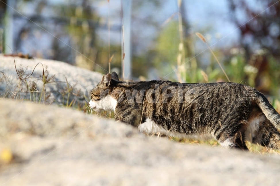 고양이,길고양이,공원,동물,감성사진,고양이표정,동물,animal,포유류,mammal,고양이,cat,kitten,kitty