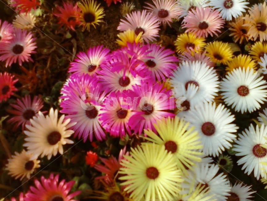 꽃,알록달록,식물,이쁜꽃,패랭이꽃,식물,자연,plants,nature,꽃,flower