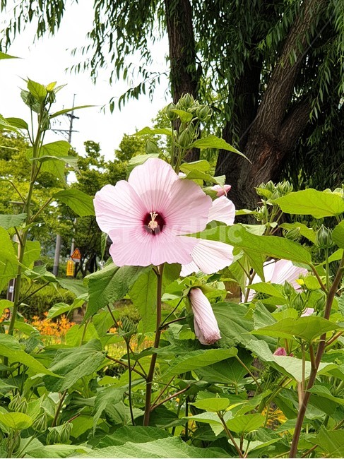 부용,미국부용,부용초,부용화,여름꽃