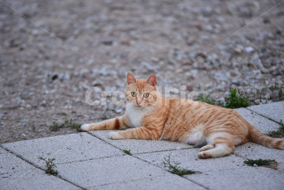 고양이,길고양이,길냥이,반려동물,동물,노랑이,야옹이,귀여운,줄무늬,포유류,animal,cat