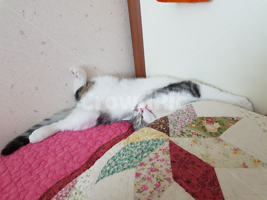 고양이,핑크코,cat,핑크발바닥,냥,냥이,하얀고양이,귀여운,애기고양이,kitten,동물,animal,포유류,mammal,고양이,cat,kitten,kitty