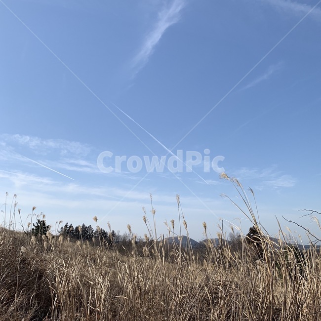 제주도,갈대,오름,갈색,하늘,구름,겨울,한국,대한민국,가을,계절,fall,autumn,season,자연,풍경,nature,landscape,grass,잔디,plant,식물,lawn