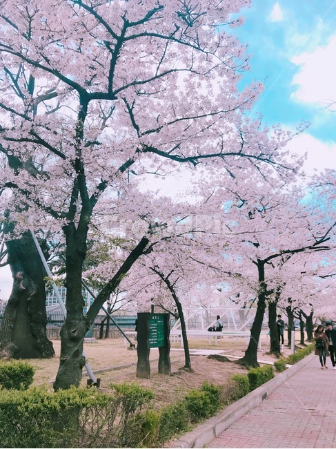 봄,벚꽃,벚꽃나무,하늘,햇살