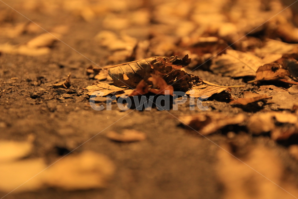 가을,낙엽,자연,쓸쓸함,외로움,가을,계절,fall,autumn,season,ground,바닥