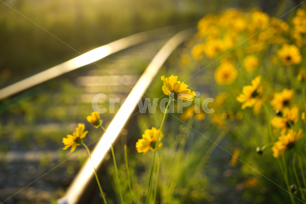 꽃,철길,야생화,저녁빛,레일,자연,들꽃,식물,자연,plants,nature,꽃,flower