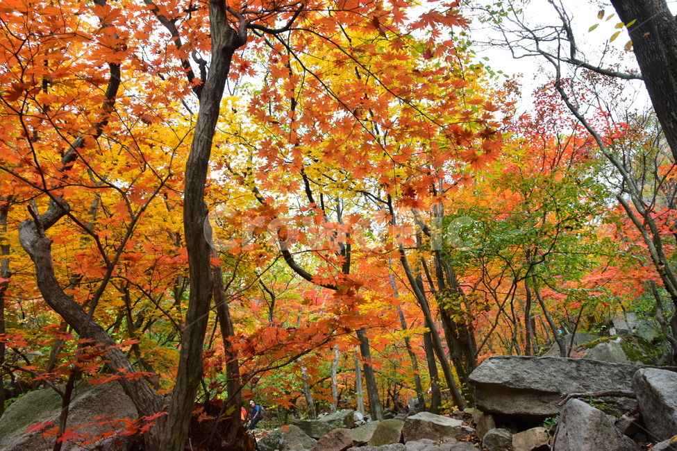 가을,단풍,자연,풍경,북한산,잎,단풍잎,붉은,나무,계절,계곡,숲,힐링,plant,fall,autumn,season,forestnature,landscape,한국자연풍경,한국자연경관,korea,tree,maple,leaf,가을,계절,fall,autumn,season,자연,풍경,nature,landscape,식물,plants,나무,trees,wood