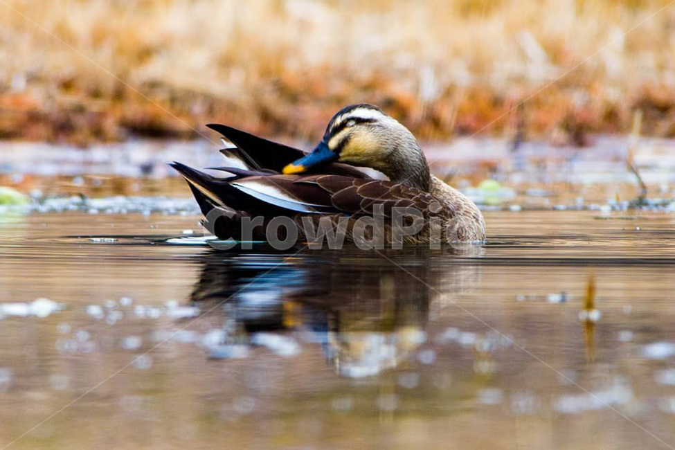 자연,오리,저수지,동물,조류,동물,animal,조류,새,birds