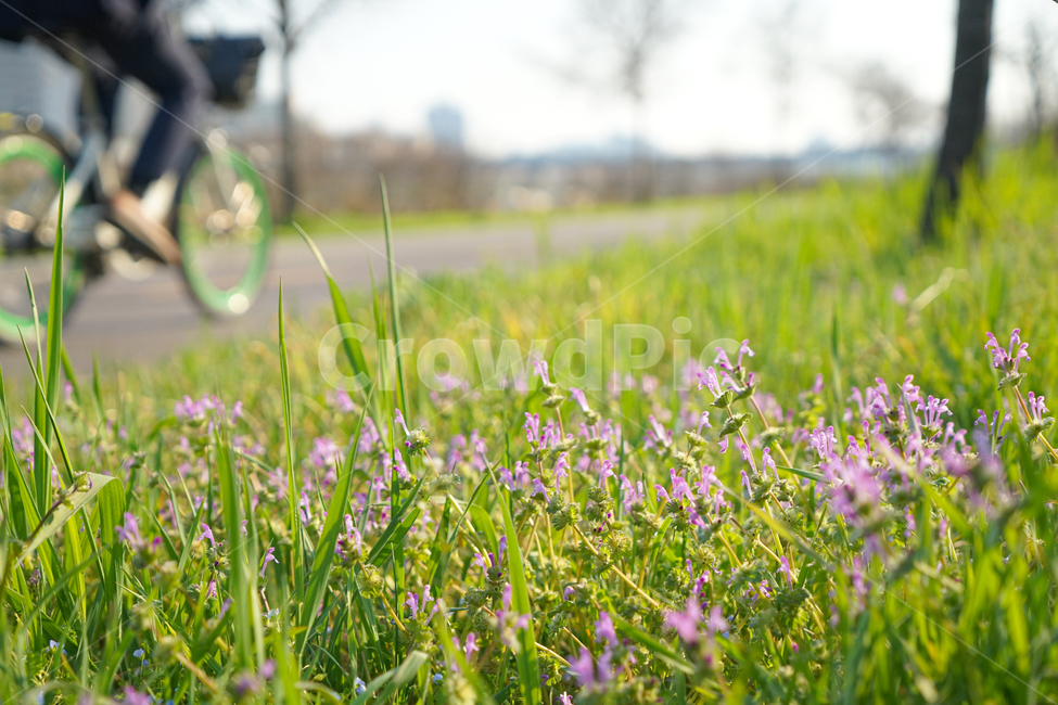자전거,운동,공원,산책,bicycle,wheel,식물,plant,잔디,grass,bike,vehicle,차량,여름,푸릇,풋풋,초록,그린,녹색,꽃,핑크,outdoors,야외,자연,스포츠,레저,운동,sports,leisure,exercise