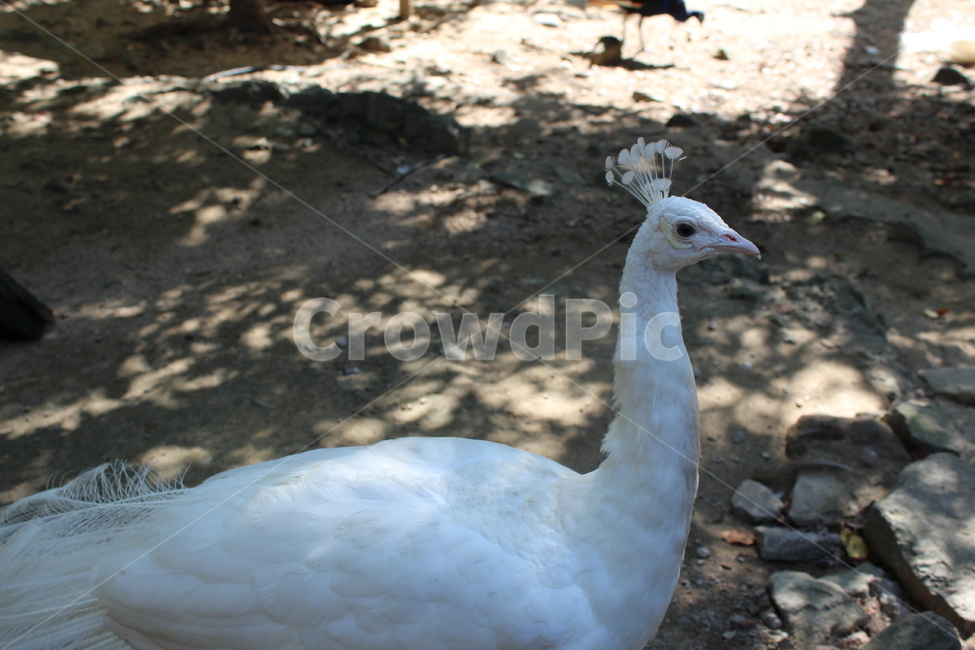 peacock,zoo,peahen,공작,animal,동물,bird,새,동물원,조류,동물,animal,조류,새,birds