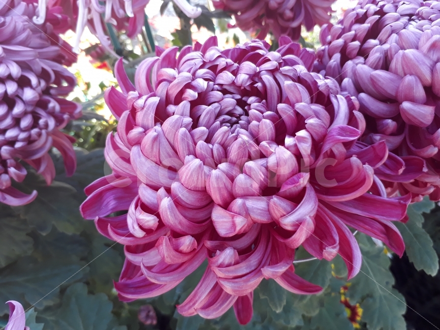 국화,가을,짖은향기,꽃,자주빛,식물,자연,plants,nature,꽃,flower