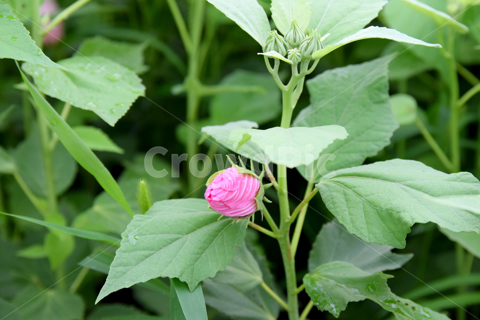 무궁화,나라꽃,국화,한국국화,대한민국국화,우리나라꽃,꽃,flower,roseofsharon