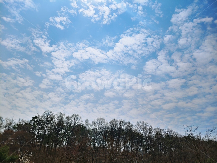 구름,숲,하늘,나무,공원,자연,풍경,nature,landscape,outdoors,옥외,weather,날씨,sky,cumulus,적운,cloud