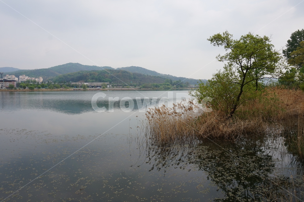 호수,나무,자연,풍경,하늘,구름,안개,물,갈대,호수공원,천안,자연,풍경,nature,landscape