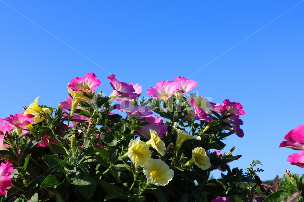 꽃,페튜니아,페튜니아꽃,식물,자연,페츄니아,분홍꽃,식물,자연,plants,nature,꽃,flower