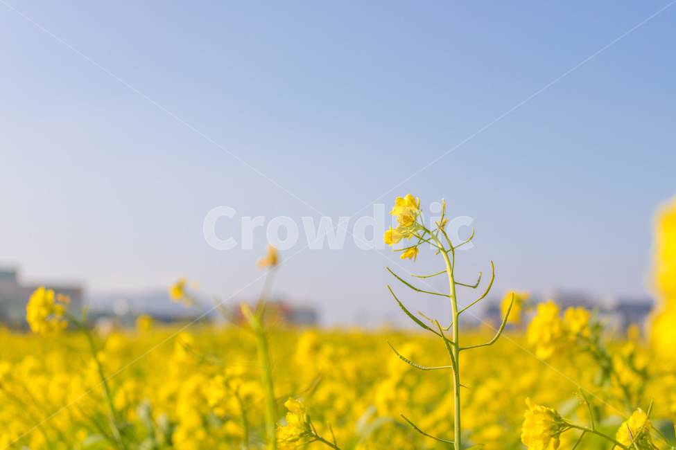 유채꽃,유채,꽃,하늘,꽃밭,감성,풍경,sky,flower,봄,계절,spring,season,자연,풍경,nature,landscape,field,들,outdoors,옥외,grassland,목초지