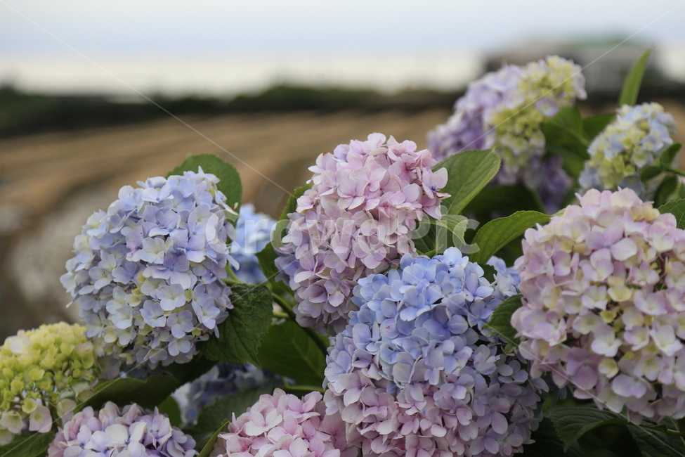 수국,꽃,보라,식물,flower,식물,자연,plants,nature,꽃,flower