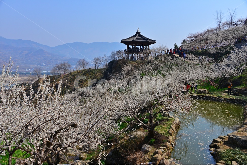 nature,자연,landscape,경치,outdoors,옥외,scenery,풍경,광양,다압,매화마을,섬진강,매화축제,청매실농원,청매원,연못,정자