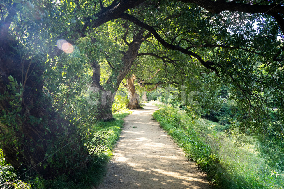 나무,햇빛,길,초록,플레어,자연,풍경,nature,landscape,휴식,힐링,rest,relaxation,healing,path,통로