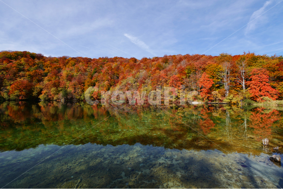 유럽,크로아티아,플리트비체국립공원,자연,풍경,물,단풍,가을,계절,fall,autumn,season,자연,풍경,nature,landscape,plant,식물,leaf,잎,tree,나무