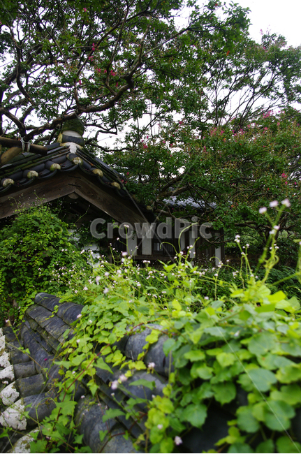 한옥,전통가옥,기와지붕,담장,식물,plant,한국전통,한국문화,korean traditional,korean culture,건축물,건물외관,exterior,building,structure,architecture,construction