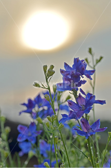 식물,꽃,야생화,보라색,햇살,식물,자연,plants,nature,꽃,flower