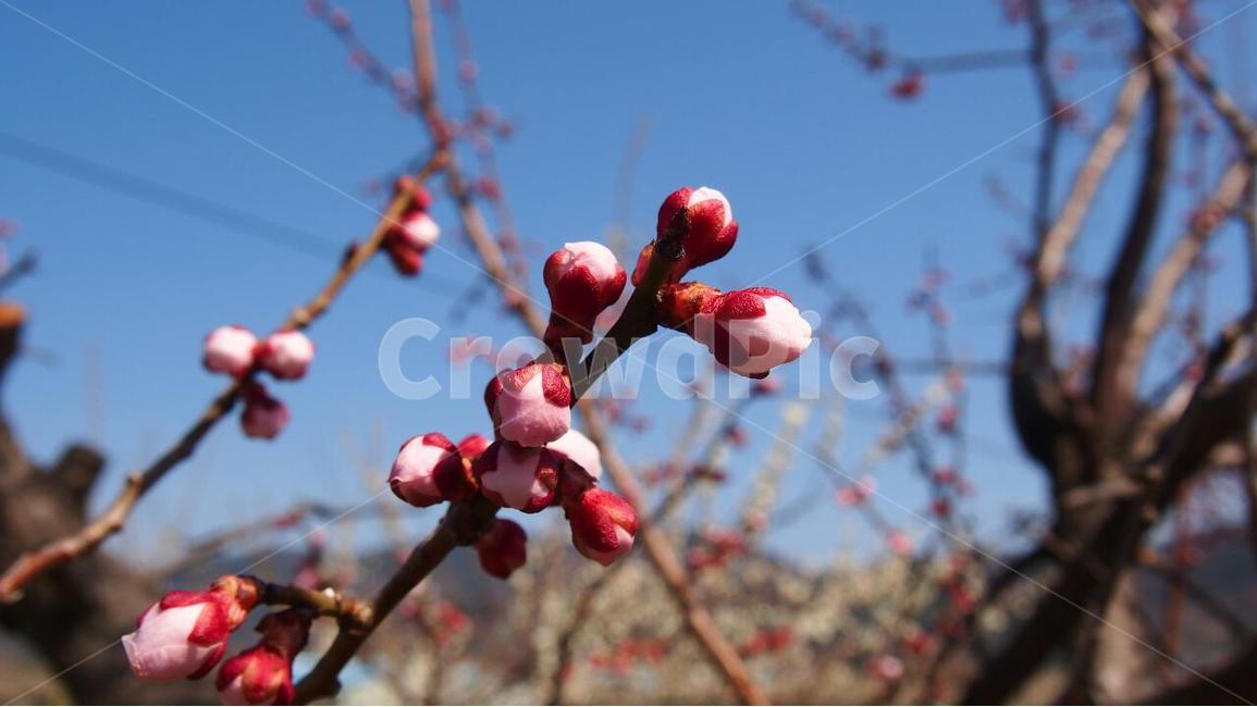 광양,봄꽃,매화축제,매화,봄봄봄,봄,계절,spring,season,식물,자연,plants,nature,꽃,flower,plant