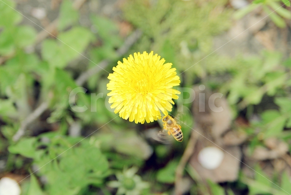 꽃,식물,감성,감성사진,벌,꿀벌,민들레,식물,자연,plants,nature,꽃,flower,동물,animal,곤충,벌레,insect,bug