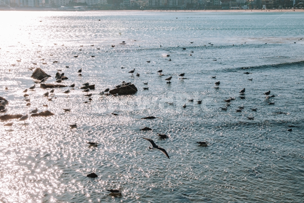 바다,겨울바다,광안리,갈매기,부산,자연,해변,바다,beach,sea,동물,animal,조류,새,birds,감성,sensible,feeling,휴식,힐링,rest,relaxation,healing