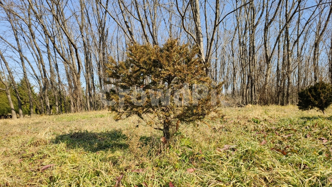 주목,구과목,적백송,자삼,수송,적목,노가리나무,plant,식물,tree,나무,conifer,구과식물