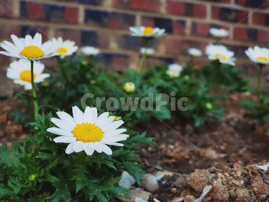 개망초,계란꽃,whitedaisyflower,화단,담벼락,꽃,식물,벽돌벽,들꽃,식물,자연,plants,nature,꽃,flower