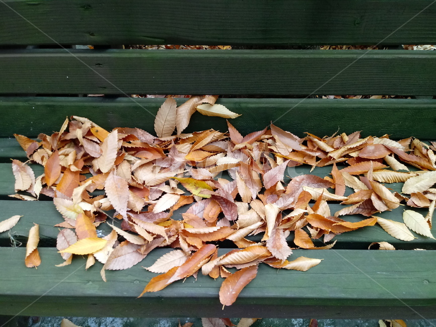 가을,가을서정,감성,낭만,plant,낙엽,단풍,leaves,나뭇잎,식물,자연,maple,fallautumnseason,옥외,의자,outdoors
