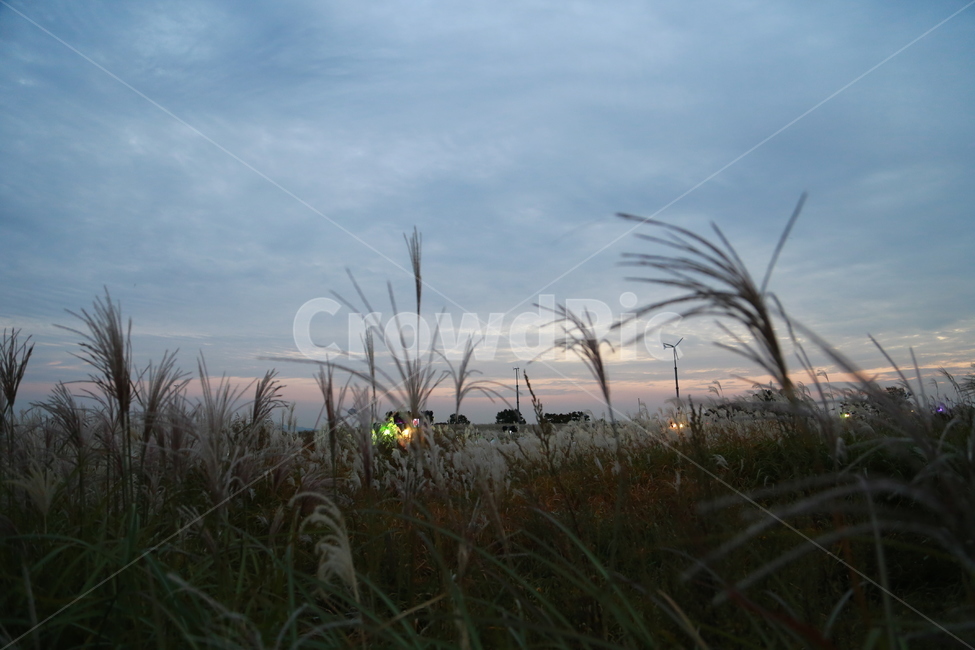 억새,억새축제,가을,가을하늘,바람,야경,가을,계절,fall,autumn,season,식물,자연,plants,nature,grass,잔디,plant