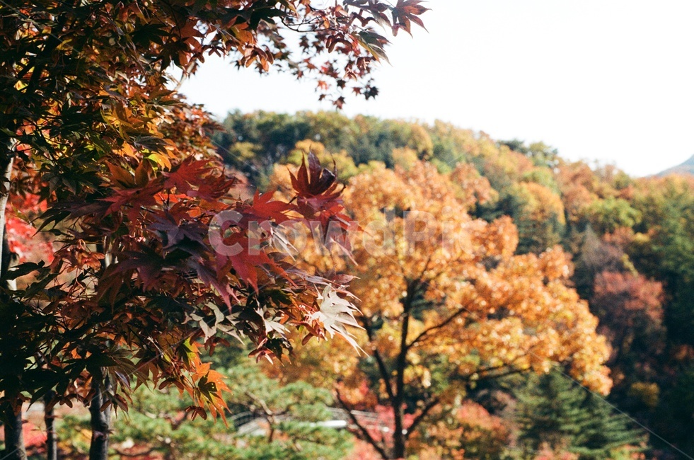 단풍,maple,가을,힐링,대한민국,절경,가을,계절,fall,autumn,season