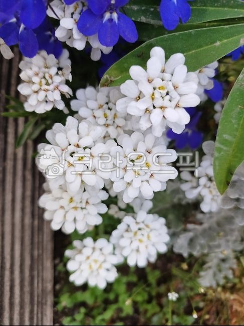blue flower,color,spring flowers,spring,petal,white,Imeris,Iberis Sempervirens,loberia,Emotion,lobelia,horseradish,blossom,candytufts,Color,violet,light purple,flower,Emotional photo,White,campanulaceae,blue,Snow Flower,Iberis,purple