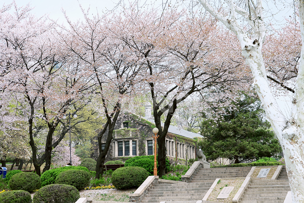 벚꽃,봄,벚꽃나무,활짝핀꽃,blossom,꽃,flower,연세대,연세대학교