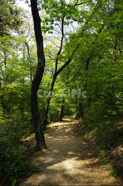자연,nature,숲,나무,식물,plant,봄,spring,초록,잎,길,자연,풍경,nature,landscape,path,통로,tree,ground,바닥,tree trunk,나무 줄기