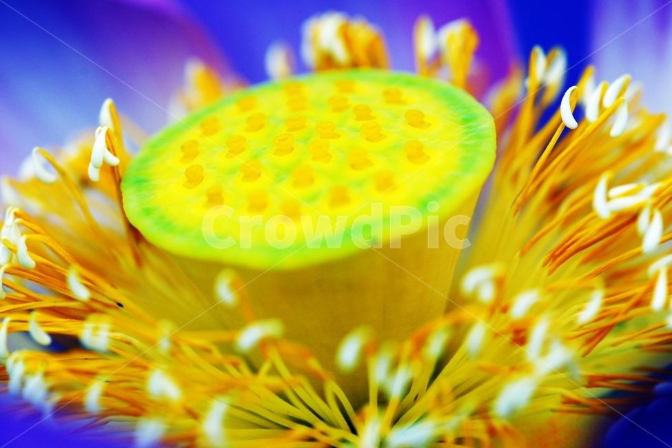 연꽃,연꽃수술,안압지연꽃,연꽃접사,경주연꽃,식물,자연,plants,nature,꽃,flower