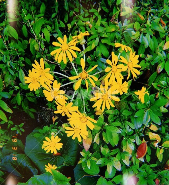 꽃,노랑,초록,필름카메라,flower