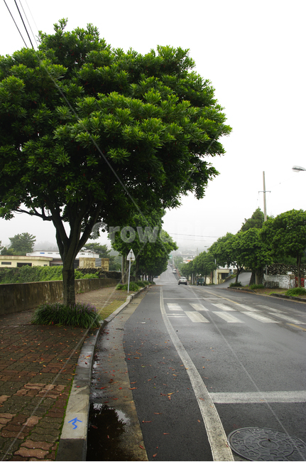 거리,가로수,길,나무,길가,시골,마을,풍경,landscape,country,rural,town