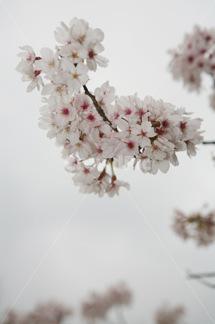 벚꽃,봄,꽃,나무,분홍,blossom,flower,감성사진,spring,season,계절,봄꽃,야외,식물,plant,cherryblossom