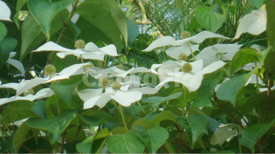산딸나무,층층나무과,cornuskousa,사조화,흰색꽃,식물,자연,plants,nature,꽃,flower