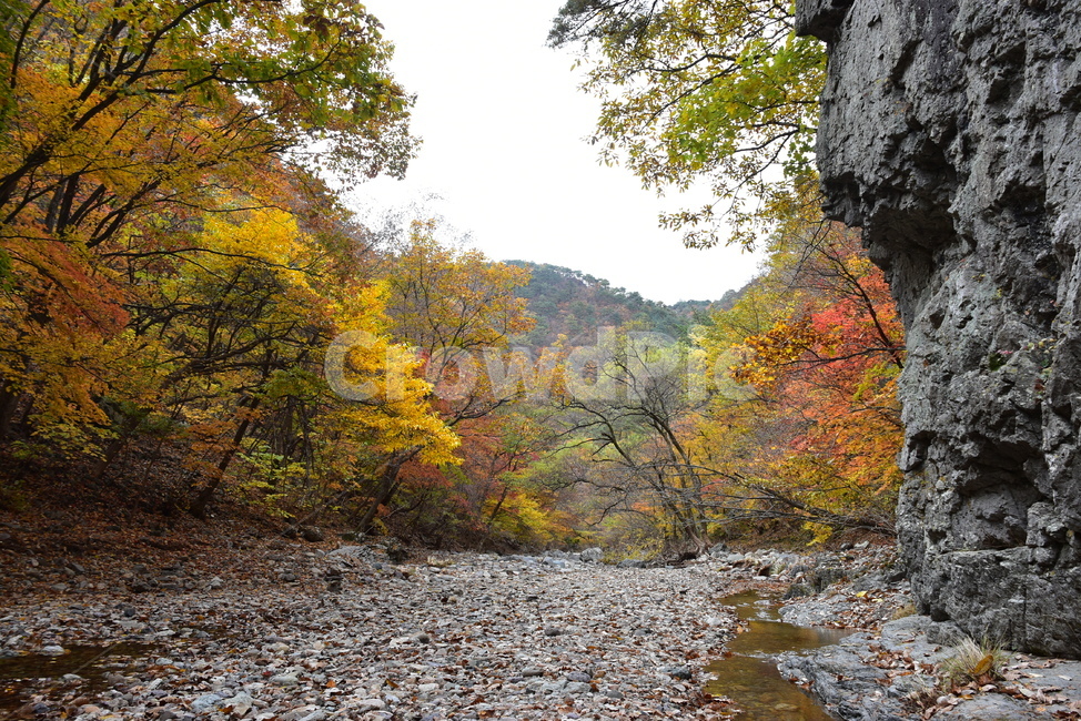 가을,단풍,울긋불긋,알록달록,형형색색,풍경,계절,시즌,아름다운,오색,주왕산,절골,계곡,비경,감성,힐링,가을,계절,fall,autumn,season,dirt road,흙길,gravel,자갈,road,도로,water,물