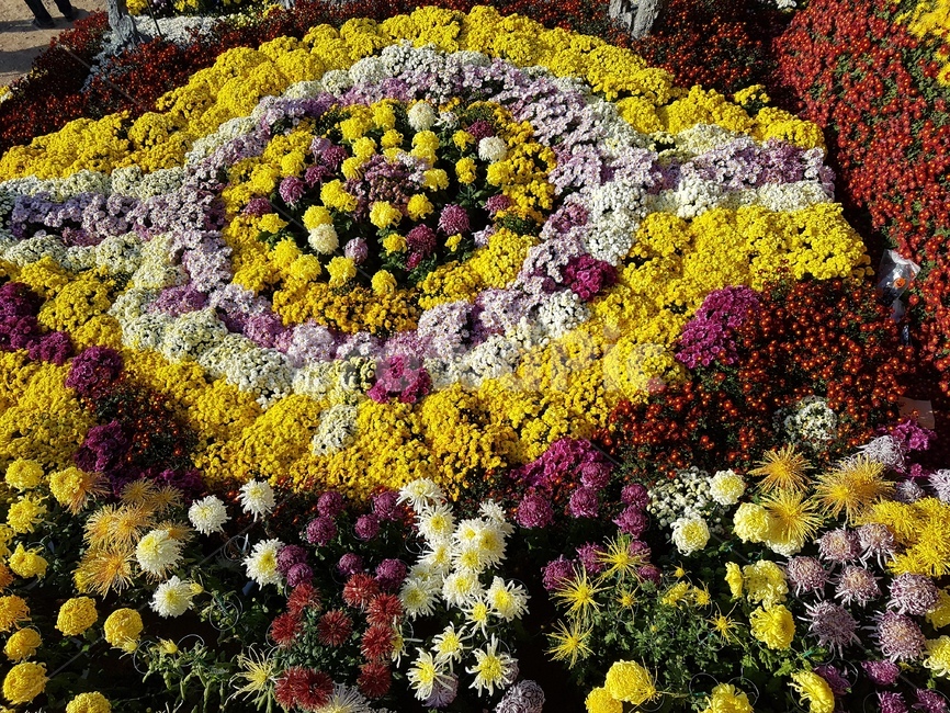 국화,꽃,가을,국화꽃,가을꽃,식물,자연,plants,nature,꽃,flower