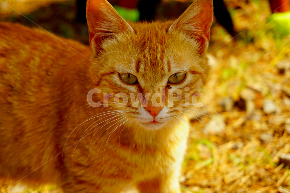 길고양이,반려동물,동물,애완묘,고양이,귀여운,동물,animal,포유류,mammal,고양이,cat,kitten,kitty